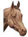 trepanation livre veterinaire