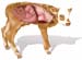 veau livre veterinaire