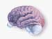 Science et vie cerveau