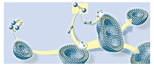 01 Science et vie liposomes